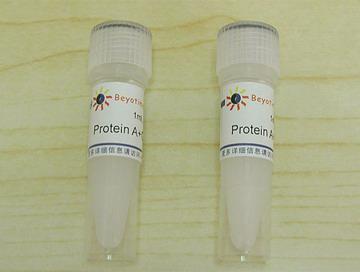 Protein A+G Agarose (Fast Flow, 进口分装)